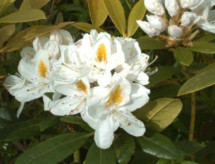 Rhododendron (Rhododendron 'Madame Masson')