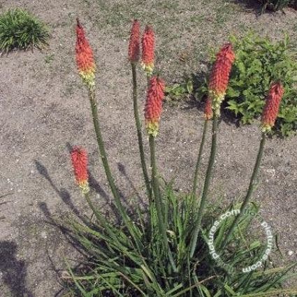 Vuurpijl/fakkellelie (Kniphofia uvaria 'Grandiflora')