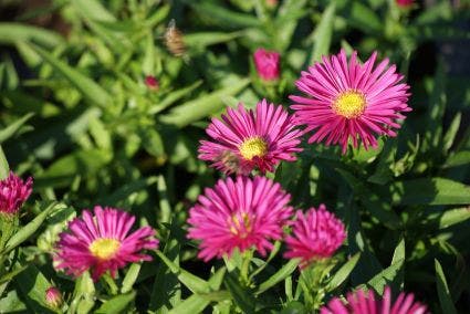 Aster (Aster 'Anneke')