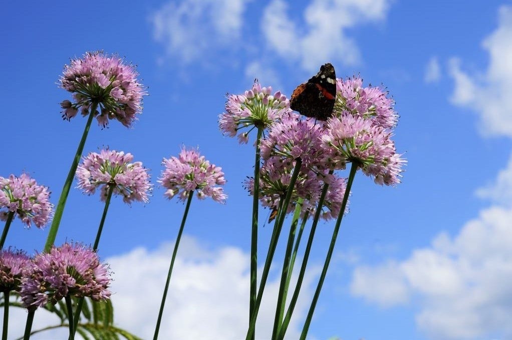 Sierui (Allium 'Millenium')