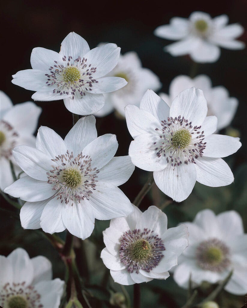 Anemoon (Anemone leveillei)