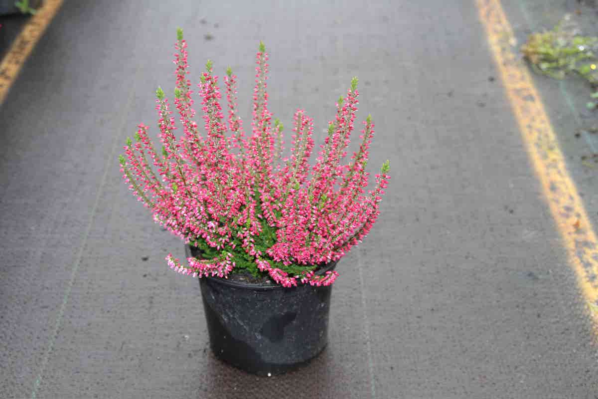 Struikheide (Calluna vulgaris 'Sabine')