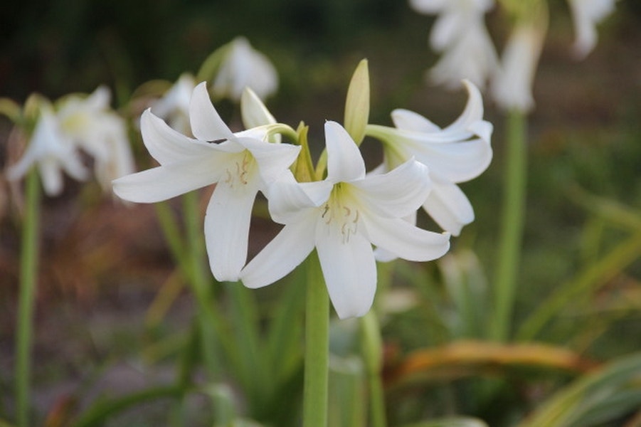 Haaklelie (Crinum x powellii 'Album')