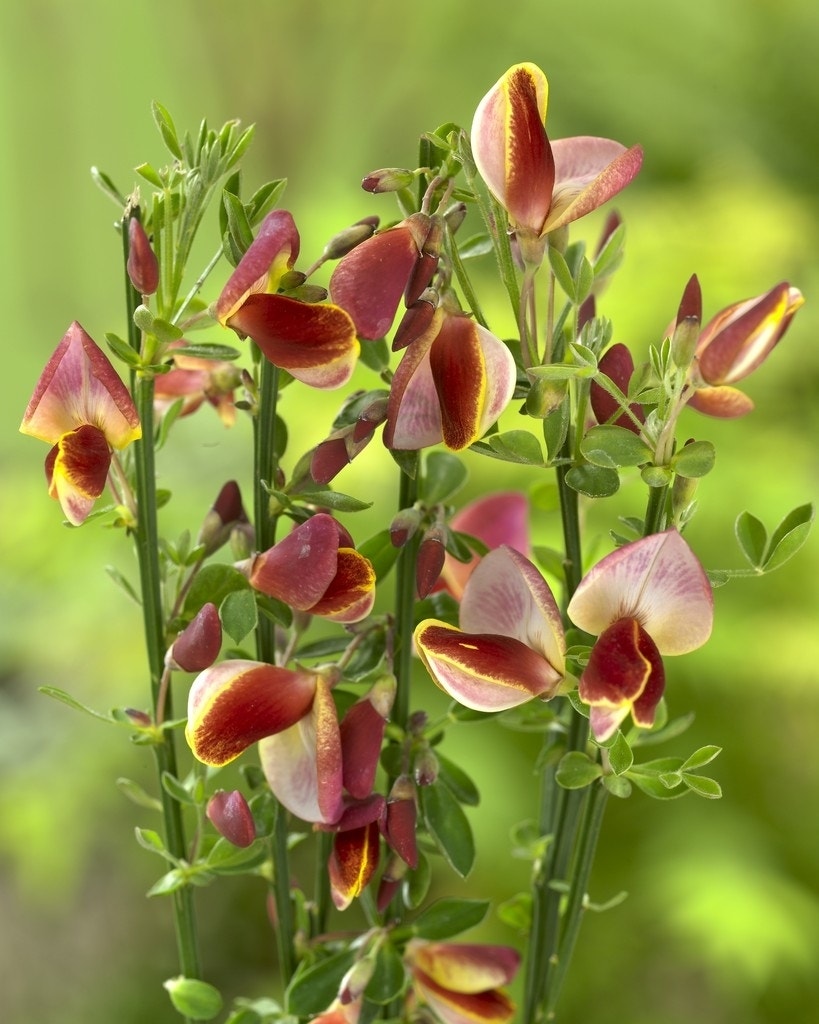 Brem (Cytisus 'Goldfinch')