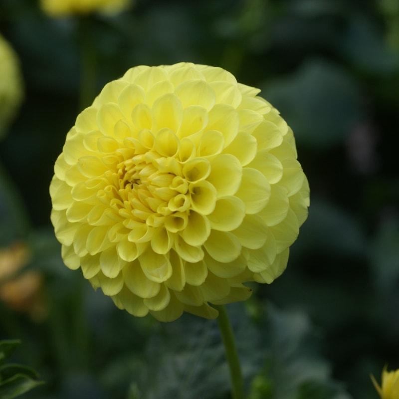 Dahlia (Dahlia 'Golden Sceptor)