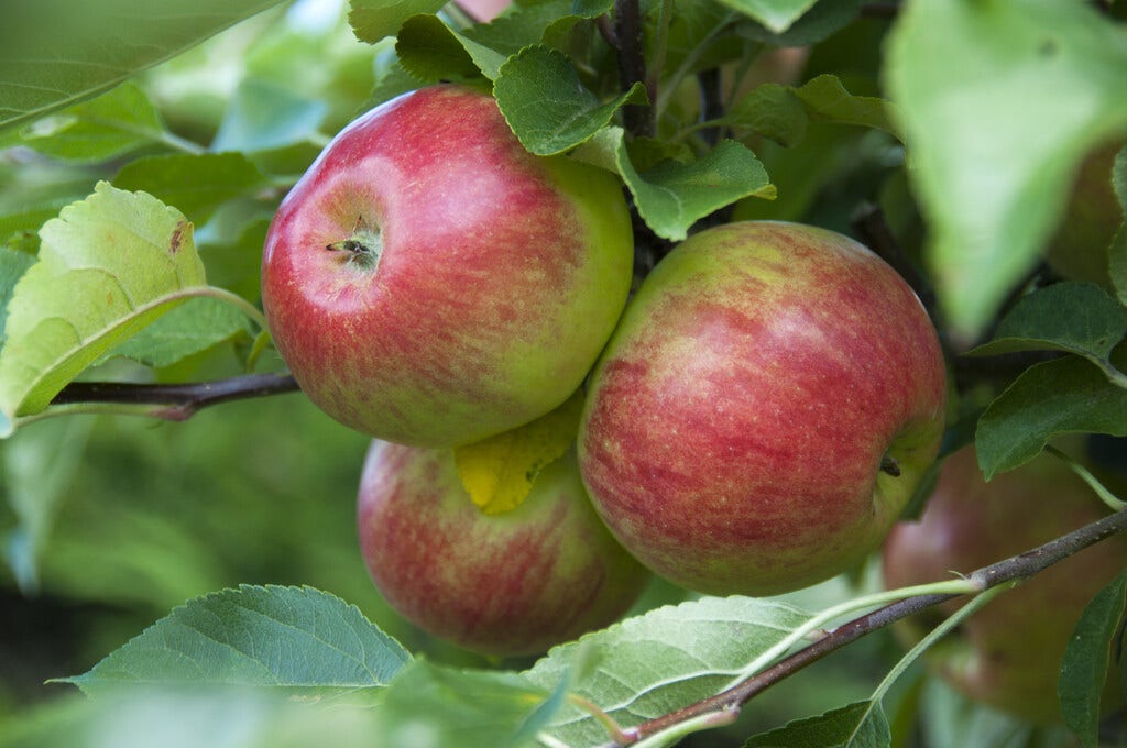 Appelboom (Malus domestica 'Cox's Orange')