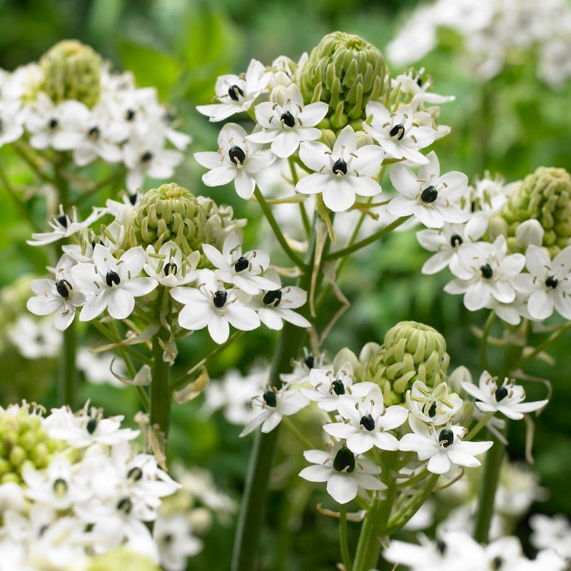 Vogelmelk (Ornithogalum saundersia)