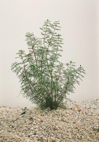 Aarvederkruid (Myriophyllum spicatum)