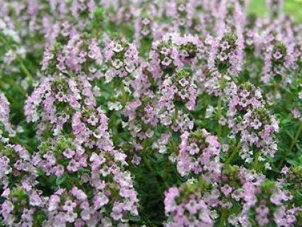 Citroentijm (Thymus citriodorus)