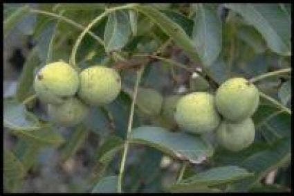 Walnotenboom (Juglans regia 'Buccaneer')