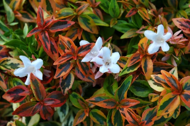 Abelia (Abelia grandiflora 'Kaleidoscope')