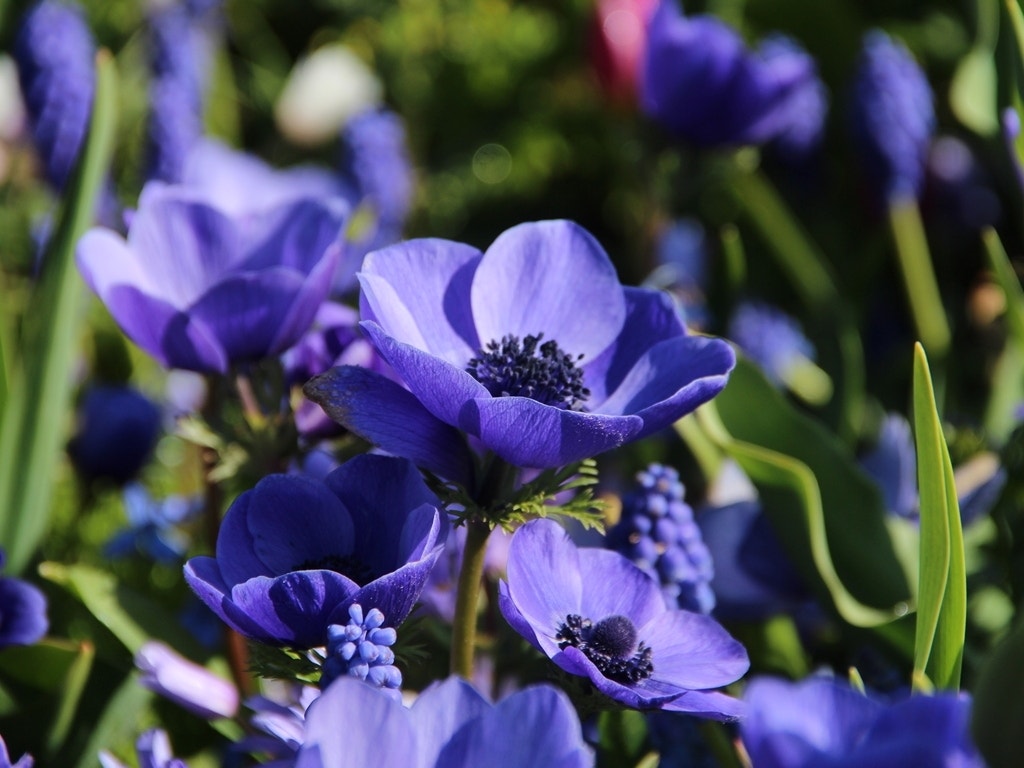 Anemoon (Anemone coronaria 'Mr. Fokker')