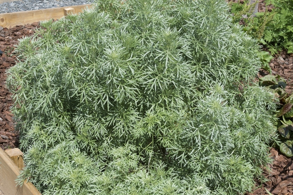 Absint alsem (Artemisia absinthium)