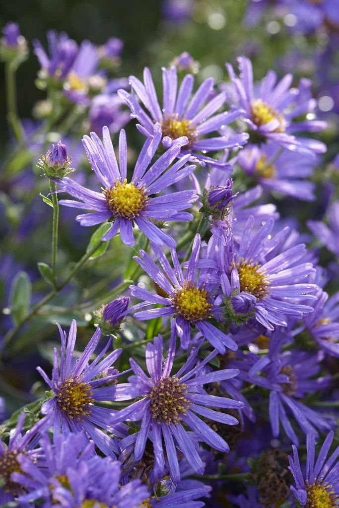 Aster (Aster amellus 'King George')