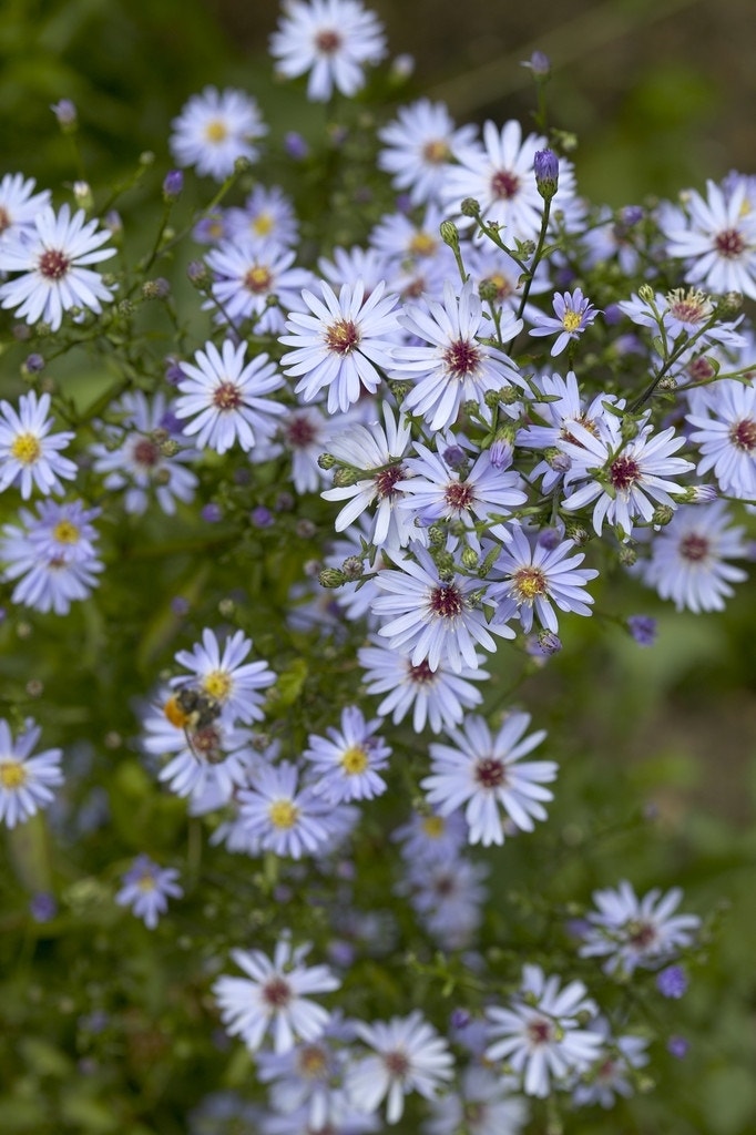 (Aster 'Little Carlow')