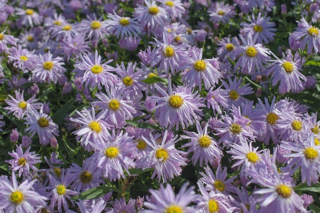 Nieuw nederlandse aster (Aster novi-belgii 'Fellowship')