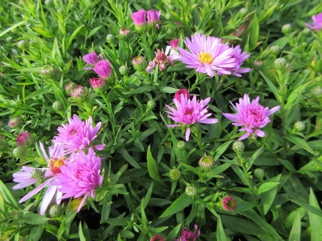 Aster (Aster 'Rosenwichtel')