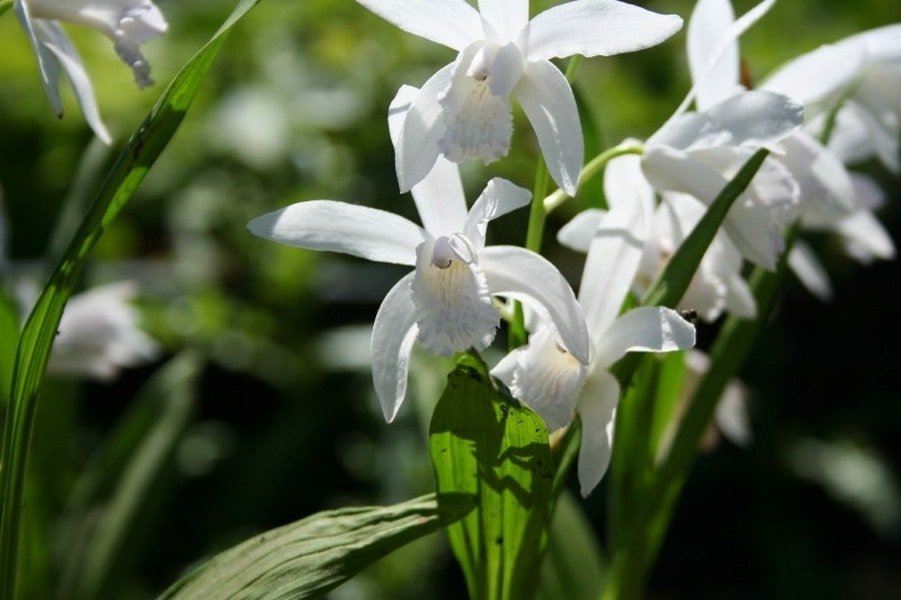 Aardorchidee bloembol (Bletilla striata 'Alba')