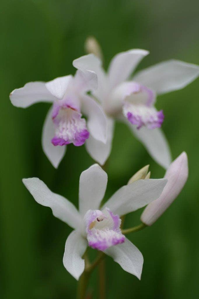 Aardorchidee (Bletilla striata 'Sweet Lips')