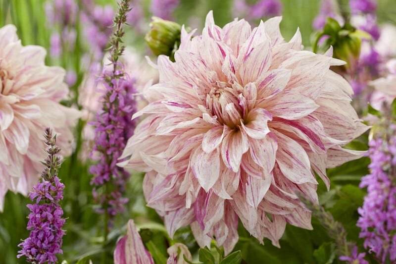 Dahlia (Dahlia 'Café au Lait Twist')