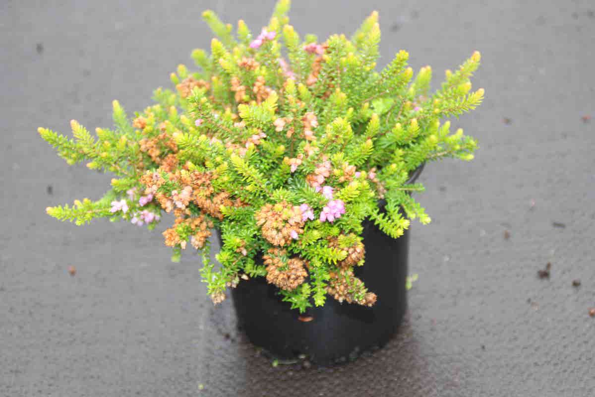 Zwerfheide lilapaars (Erica williamsii ''P.D.Williams'')