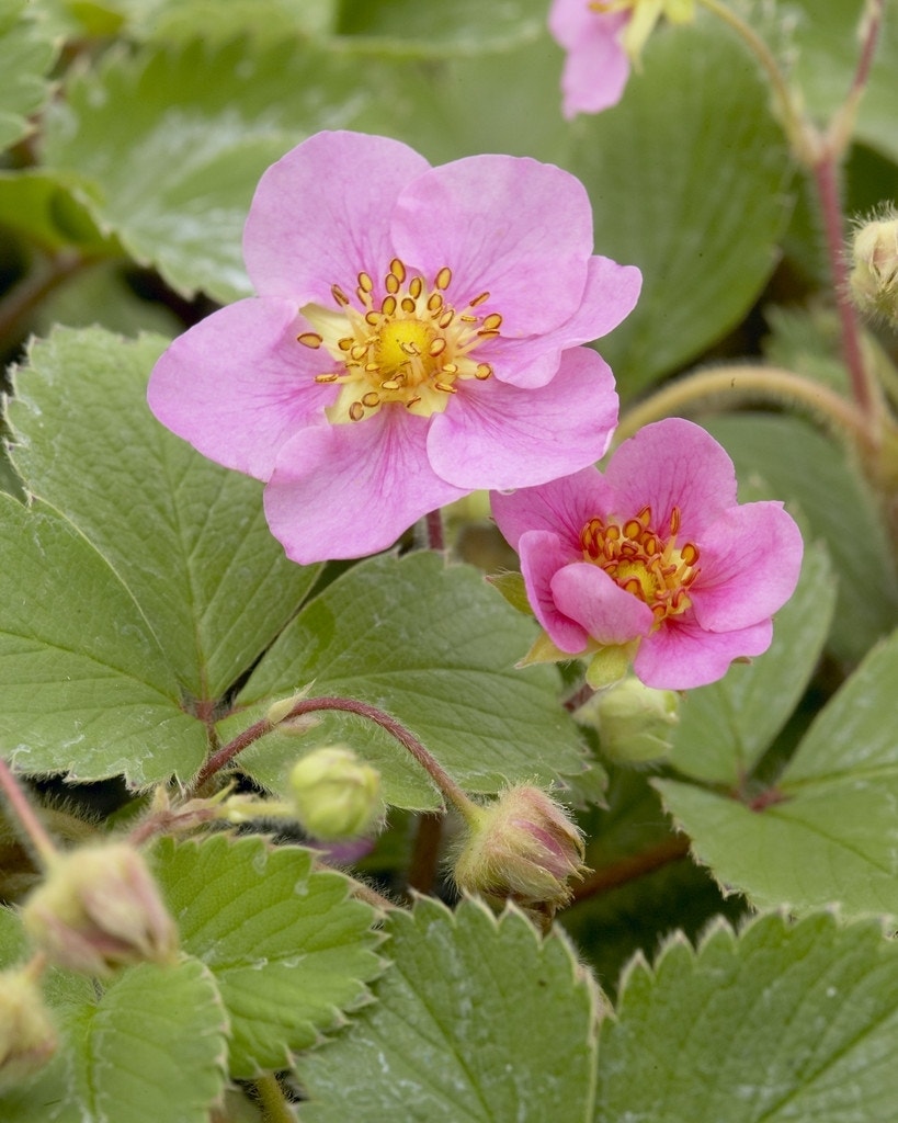 Aardbei (Fragaria 'Frel')