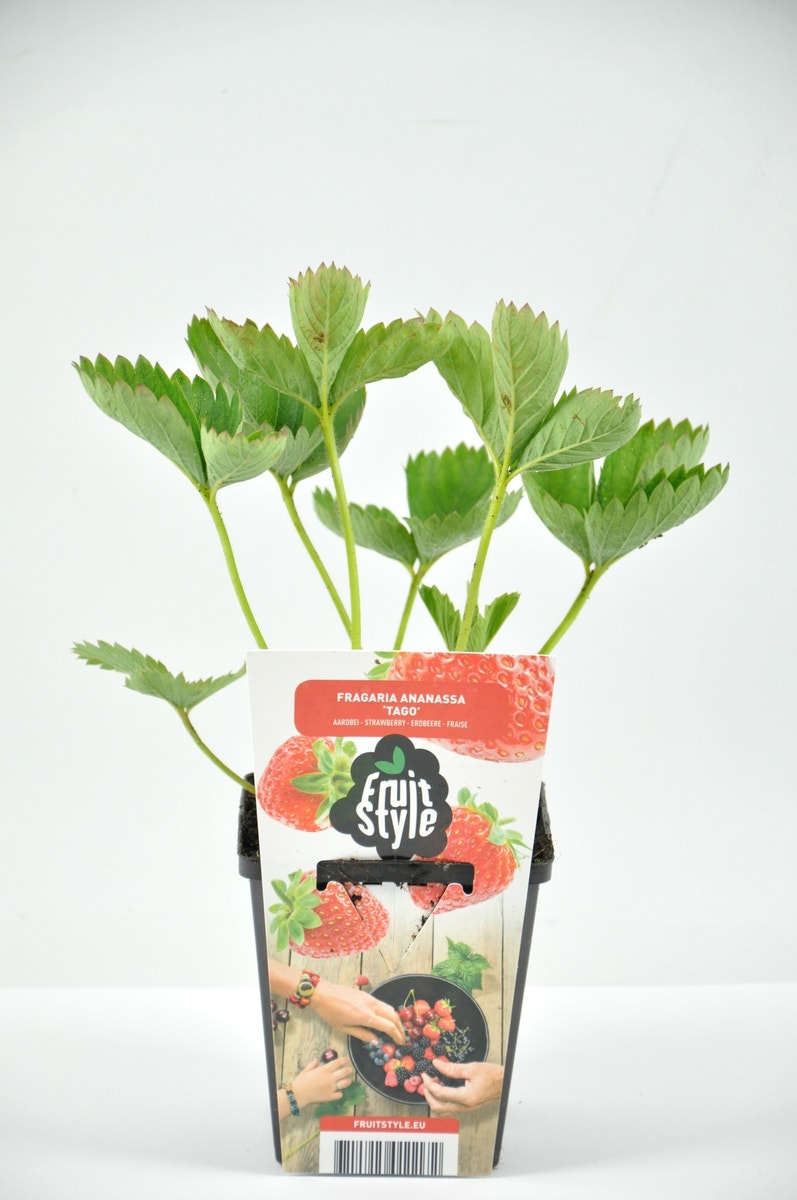 Aardbei  (Fragaria ananassa ‘Korona’)