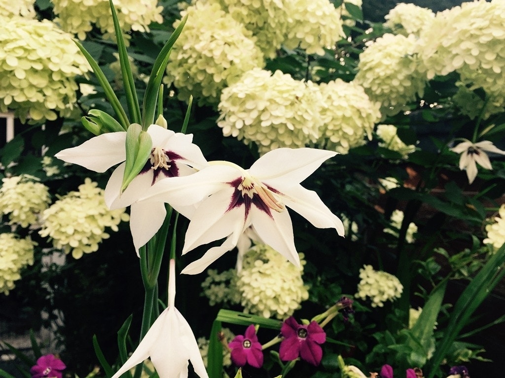 Abesijnse Gladiool (Gladiolus callianthus 'Murielae' / Acidanthera Bicolor/)