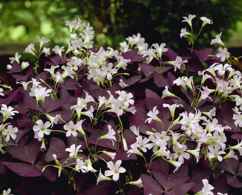 Klavertje vier (Oxalis triangularis 'Mijke' ®)