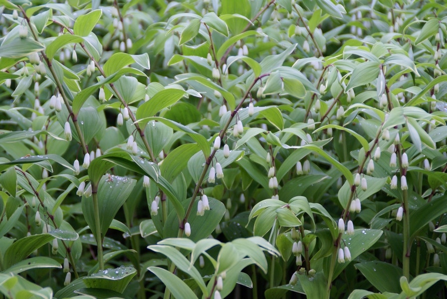 (Polygonatum multiflorum) bloembol