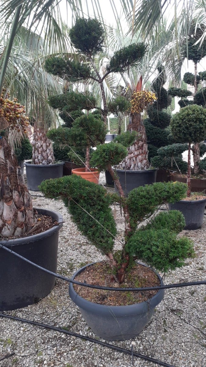 Taxus als bonsai (Taxus baccata)