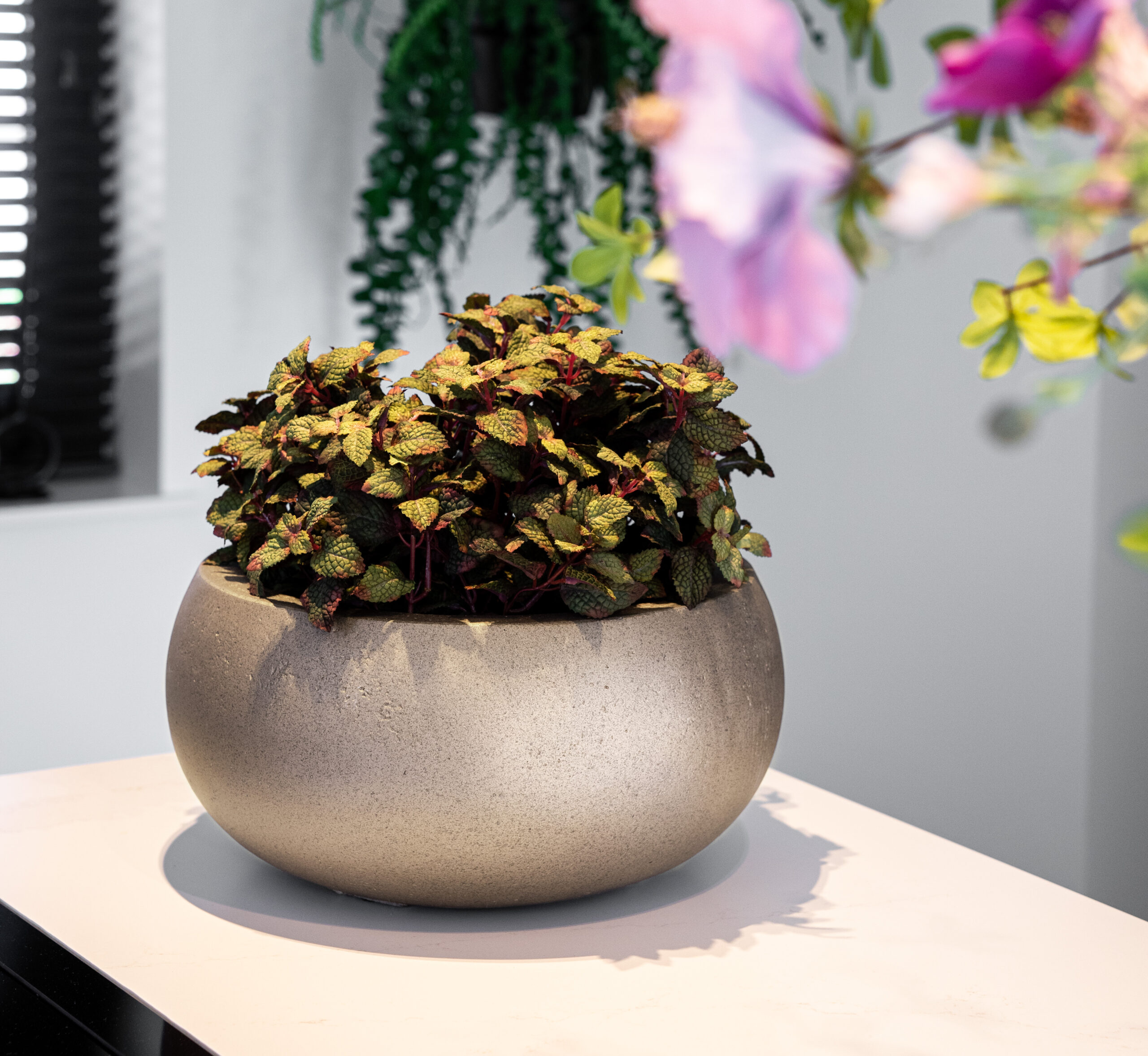 Grigio Metallic Low Balloon 55 - Champagne