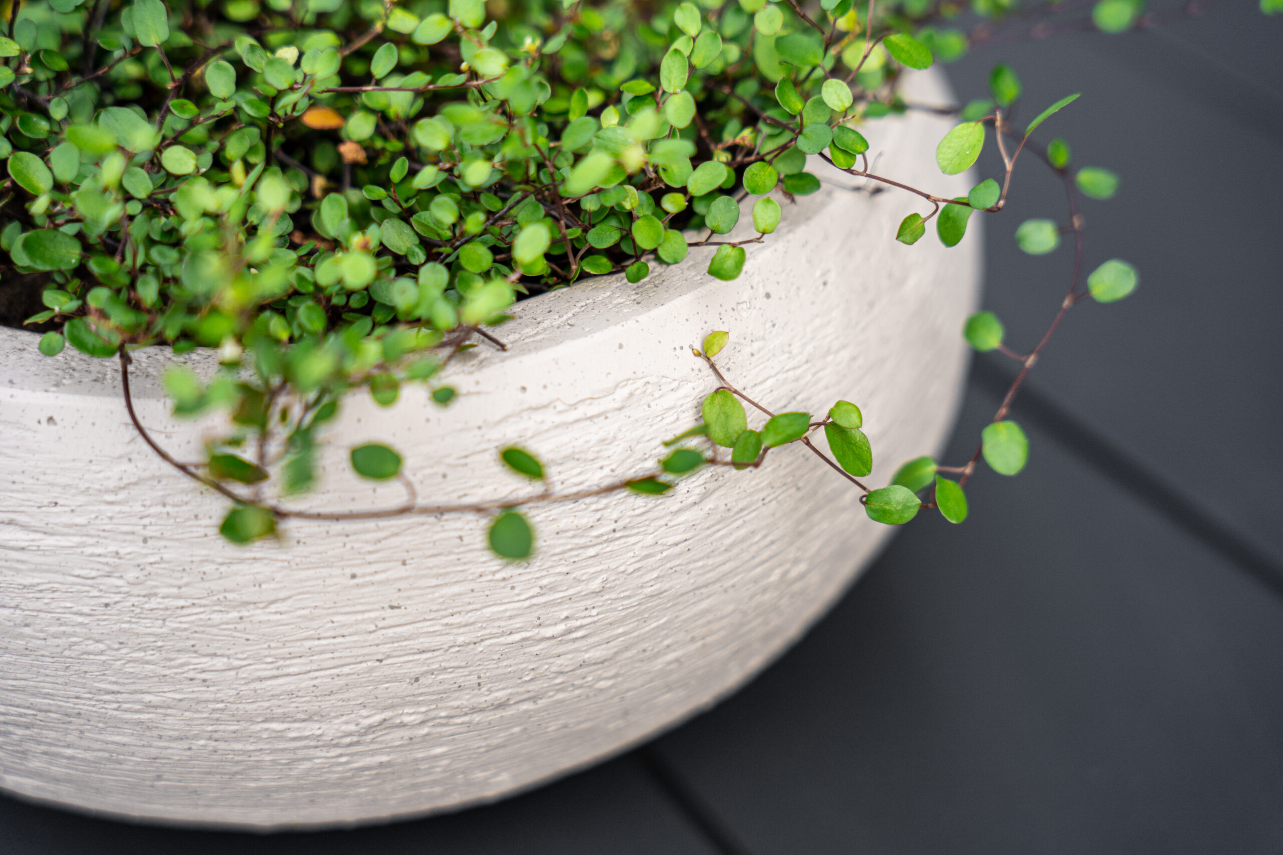 Terreno Low Balloon 40 - Sand